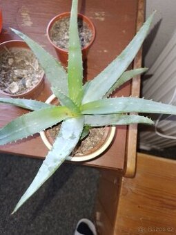 Aloe