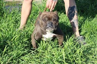 exotic bully micro fena - suka - 1