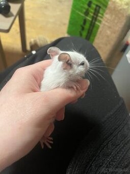 Samečci Osmák degu