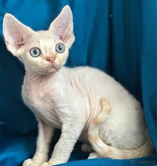 Devon rex - 1