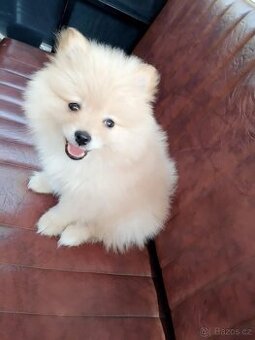 Štěňátko pomerian /trpasliči špic