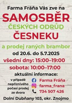 SAMOSBĚR ČESNEKU