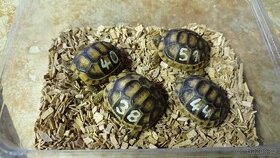 Želva vroubená - Testudo marginata