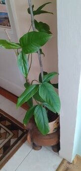 Nabizim syngonium do bytu