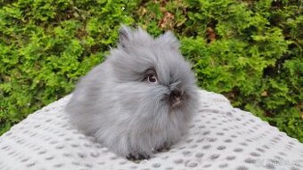 Zakrslý králík, králíček -(TEDDY)-OLIVIE
