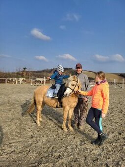 Welsh pony A
