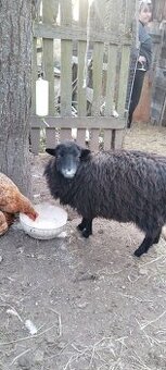 Quessanska ovečka jehnicka