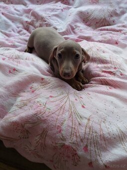 Jezevčík  hladkosrsty trpasličí bez pp