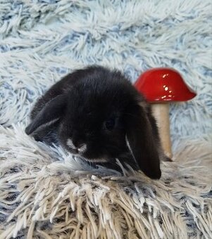 Minilop - anglický zakrslý beránek s VP