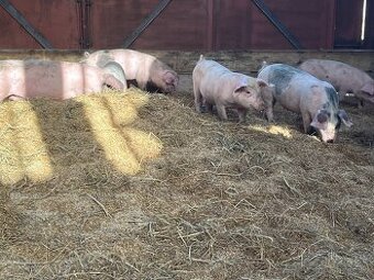 Rozkrmená prasata