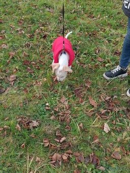 Jezevčík dlouhosrstý křížený, štěňátko: aktuální