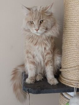 Mainský mývalí kocour ke krytí