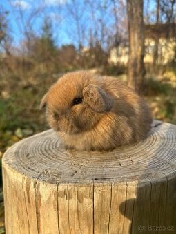 Minilop - zakrslý beránek