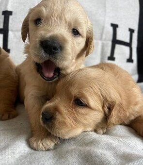 Zlatý retrívr štěňata bez PP