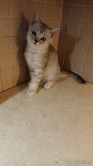 Britský kocourek s PP