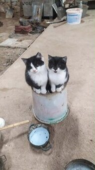 Daruji vymazlená koťátka