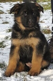 Německý ovčák s PP