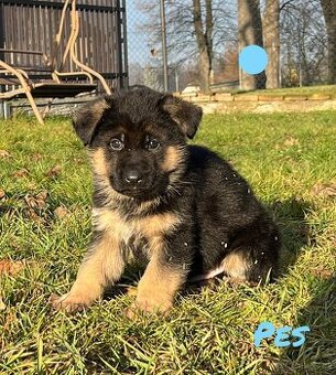 Německý ovčák s PP