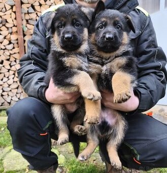 Německý ovčák s PP