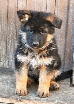 Německý ovčák s PP