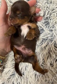 Jorkšírsky teriér s PP pejsek Choco tan - čokoláda s pálením