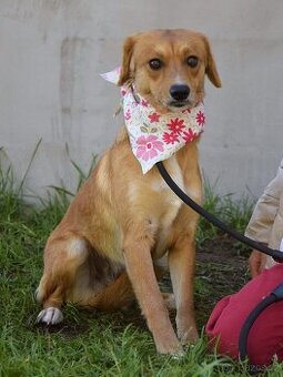 nežná Salwa hledá domov