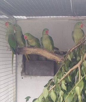 Prodám Alexandr velký