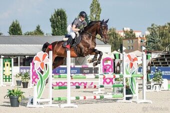 6 ročná kobyla - Madlen RUF