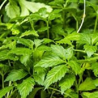 Ženšen pětilistý, Jiaogulan (rostliny)