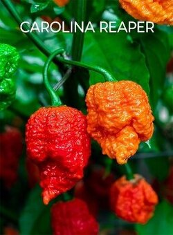 Semínka chilli papriček, paprik a rajčat