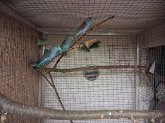 Papousicek sedokridly