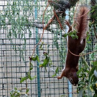 Nabízím kanadské veverky/čikari červený/