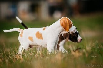 Arlo Bigladybugs - anglický pointer s PP