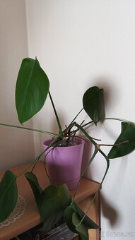 Monstera deliciosa pokojovka zakořeněná na zasazení