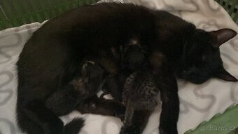Májová koťátka🐈⬛🐈🐈⬛