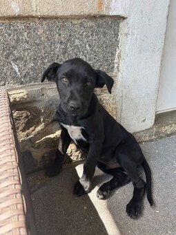Křížená štěňátka Labrador x Husky