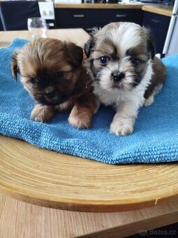 Shih-tzu