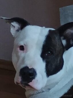 Nabízím Krytí pejsek (Pitbul se stafordšírský teriér)