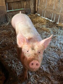 Prodám vykrmené prase z domácího chovu🐖