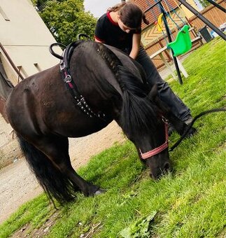 Shetland pony
