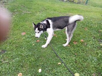 Prodám huskyho - 1