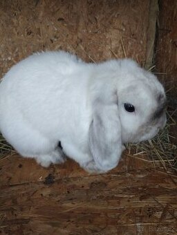 Prodám chovného samce minilopa