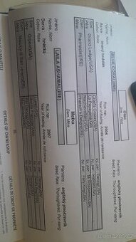 Plnokrevna klisna k prodeji