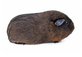 Morče dospělá samička