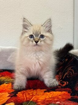 Něvska maškaráda s PP