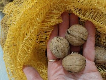 Vlašske ořechy neloupane