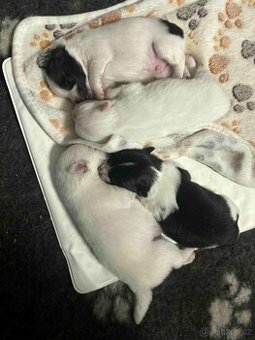 Německý špic střední s PP