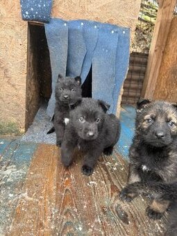 Štěňata německého ovčáka