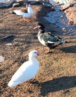 Prodám kachna čínská, pižmová