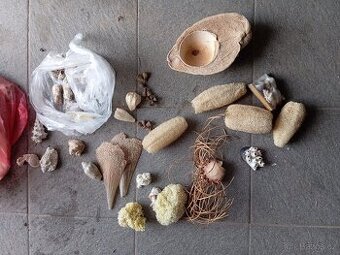 mušle dekorační předměty - 1